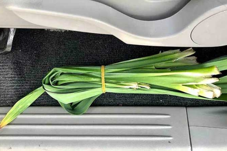 Lá nếp thơm hay thường được gọi là lá cơm nếp